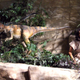 Illustration for article titled Creationism Vs. Evolution: The Arguments For Each Side